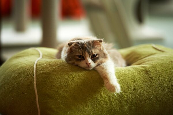 A lop-eared cat is lying on a pouf