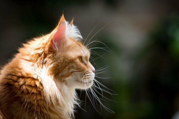 Pelirroja gato Maine Coon en el perfil