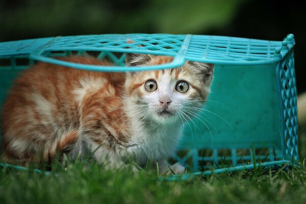 Petit chaton Funky dans le panier