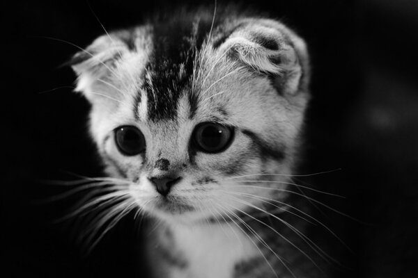 Lindo gatito blanco y negro