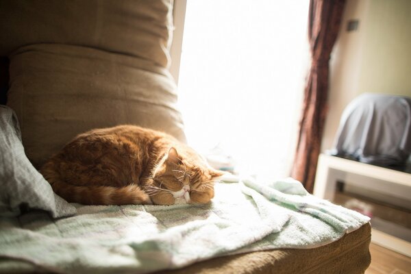 Schlafende Katze in gemütlicher Atmosphäre