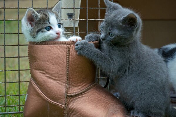 Deux chatons jouent dans la botte