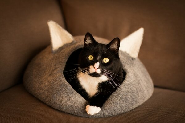 Un gato blanco y negro yace en una casa de gatos