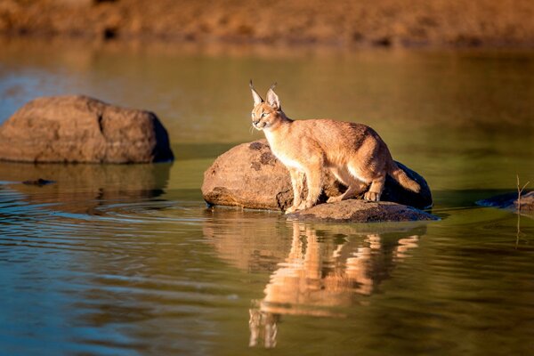 Der Luchs spiegelt sich im Wasser des Stausees wider