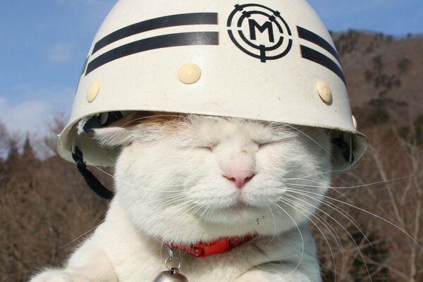 Yes, a free white cat in a lifeguard helmet