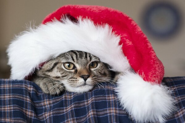 Striped cat in a Santa Claus hat