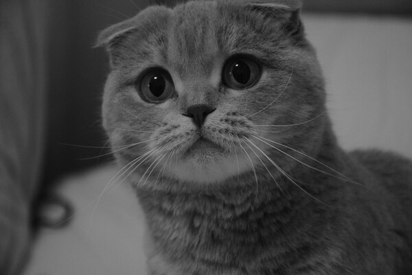 Scottish fold avec des yeux mendiants