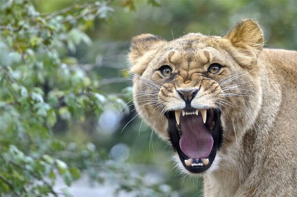 La gueule de la lionne dans la nature