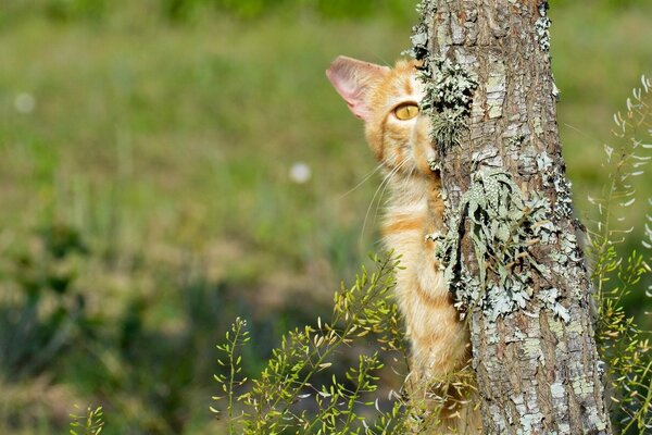 Chat roux caché derrière un arbre