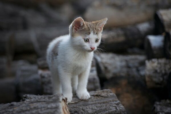 A little kitten walks on firewood