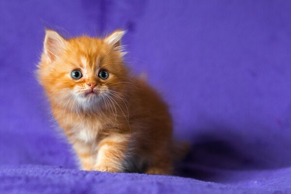 Chaton Rousse aux yeux bleus sur fond lilas