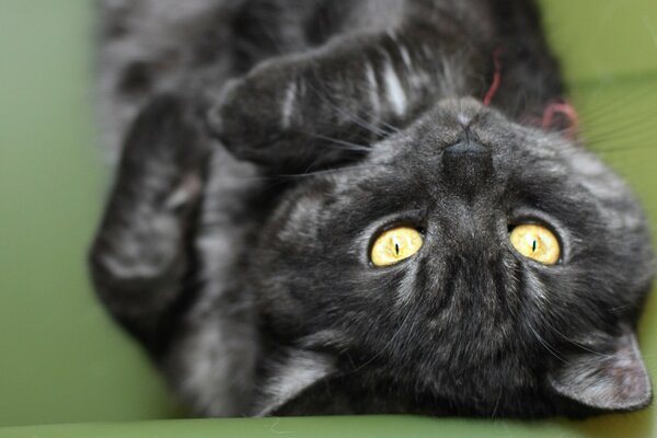 Macro portrait of a grey cat