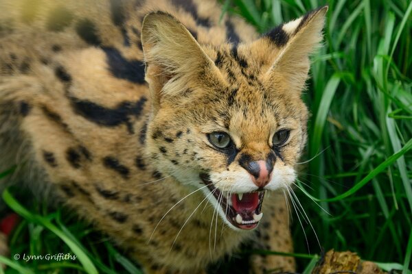 Il predatore della famiglia dei gatti ringhia