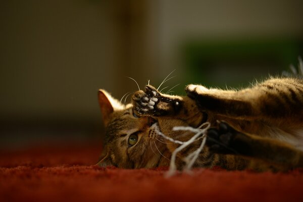 The cat is playing with threads on the carpet