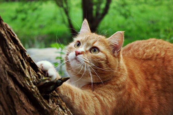 Gato con bigote largo. Poner las patas en el árbol