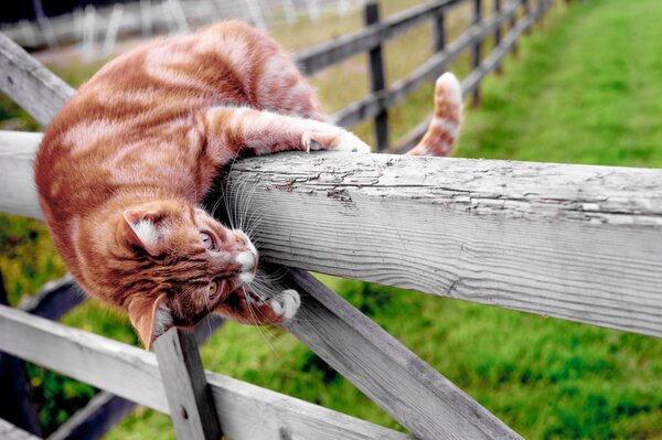 Rothaarige klettert Katze über den Zaun