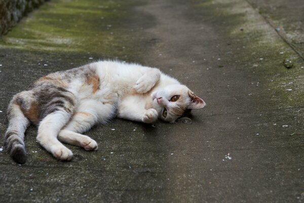 Il gatto macchiato giace sull asfalto