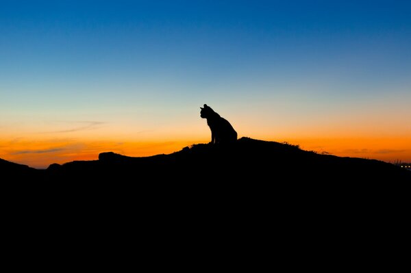 Sagoma di gatto contro il cielo al tramonto