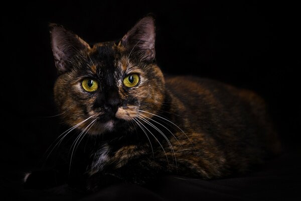 Retrato de un gato tricolor sobre un fondo negro