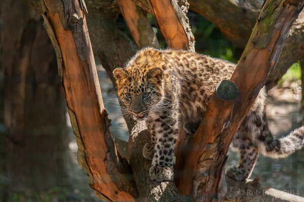 Leopardenjunge geht durch Bäume