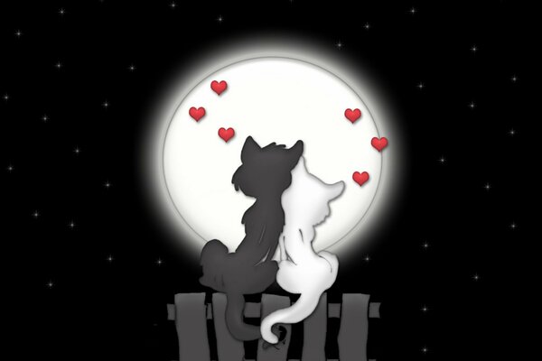 Liebe Katzen nachts unter dem Mond