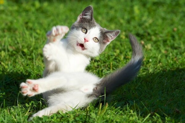 Un chat effrayé sur l herbe verte