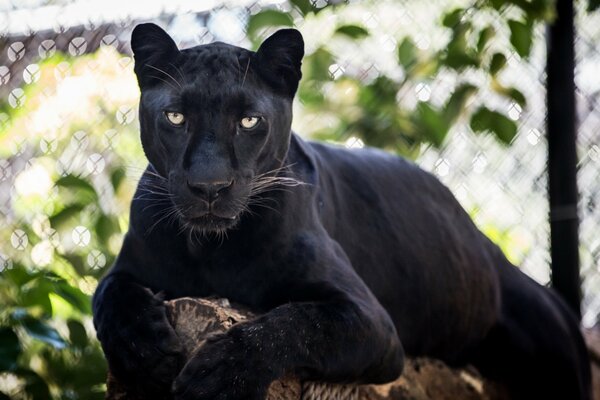 Black wild cat, leopard, lying on a log