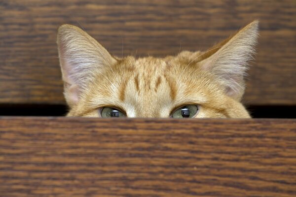 Peeping hausgemachte rote Katze