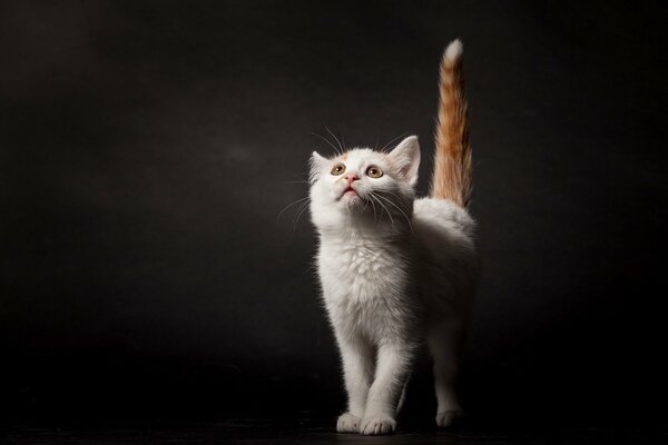 Gatito blanco y rojo sobre fondo negro