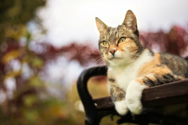 Chat tricolore couché sur un banc