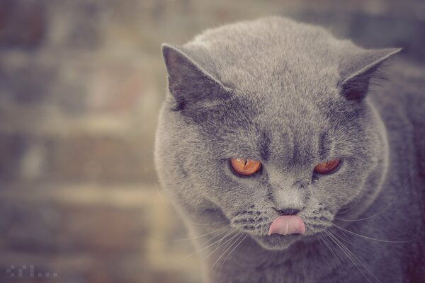 Chat britannique lèche le bec