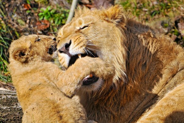 Lions are excellent hunters, they protect and protect their offspring