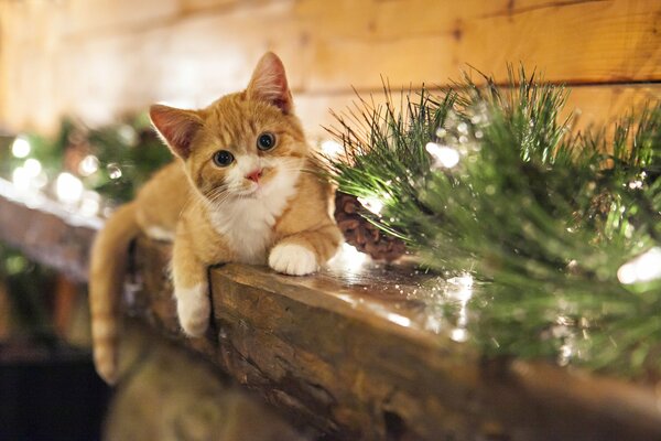 Gatito acostado en la chimenea con ramitas de abeto