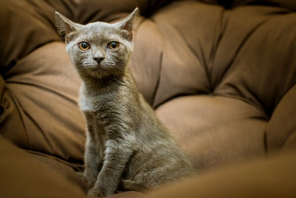 Chaton gris avec des yeux orange