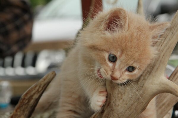 Gatito rojo muerde una rama