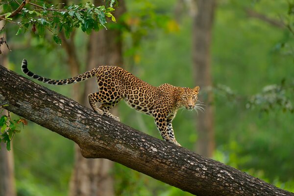 Leoparden leben in freier Wildbahn, ihre beliebigen Stellen in Bäumen