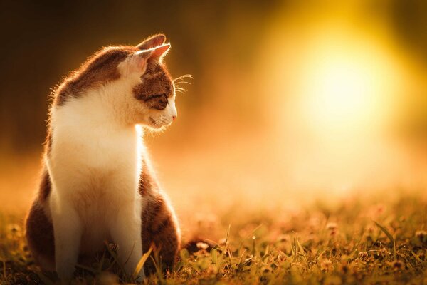 Die Katze sitzt auf dem Rasen und beobachtet das Sonnenlicht