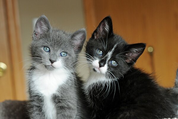 Two cute blue-eyed kittens