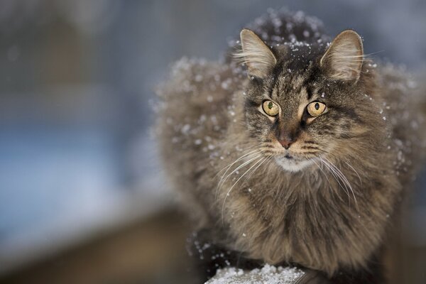 Gato peludo con bigote cubierto de nieve