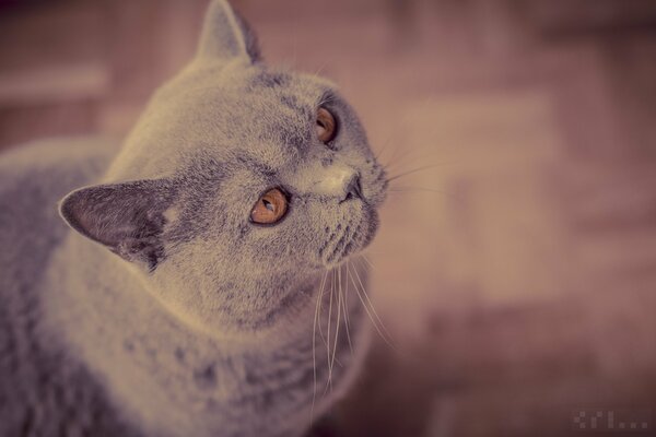 British Shorthair en attente de nourriture