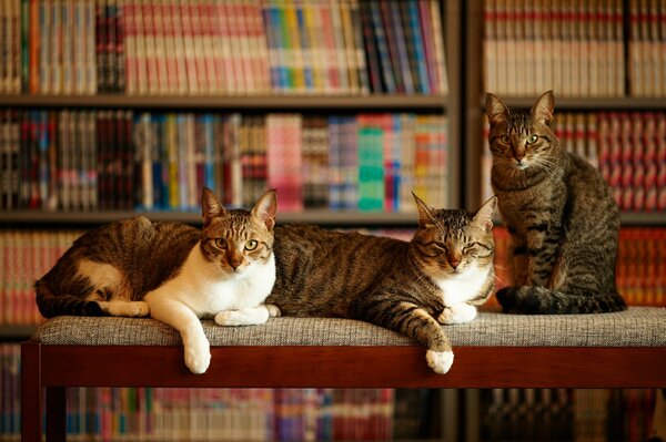 Three cats are sitting in the library