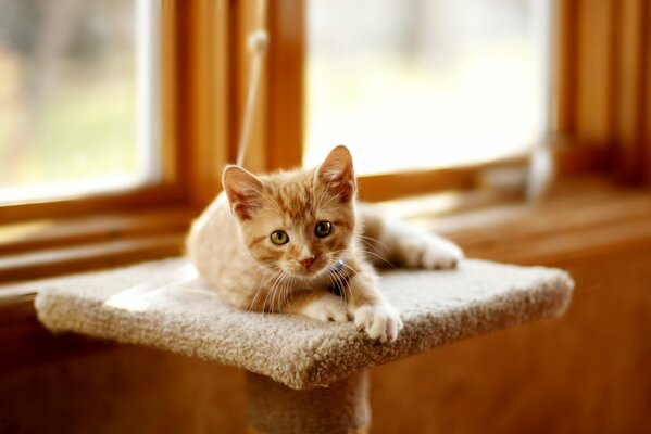 A red-haired kitten is lying by the window