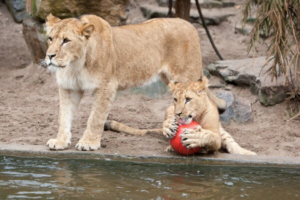 Eine Löwin bewacht ein Löwenbaby, das einen Ball spielt