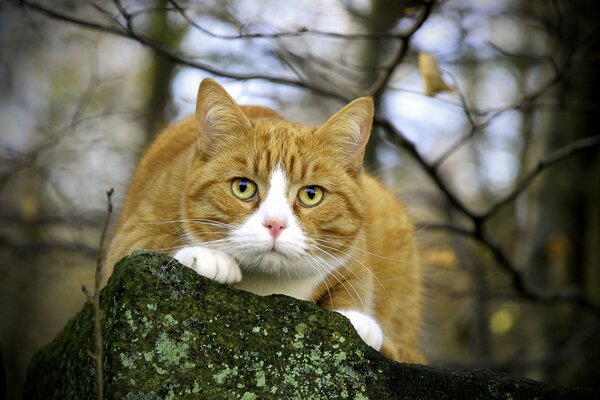 Chat roux assis sur la pierre