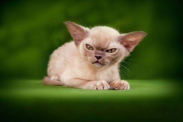 In der Welt der Tiere , die böse Katze