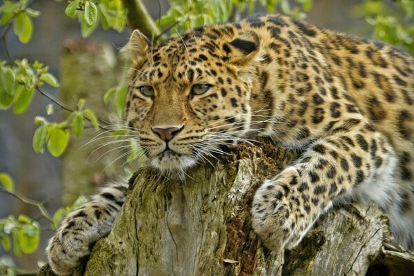 Un hermoso depredador, el leopardo de Amur, yace en un tocón de árbol