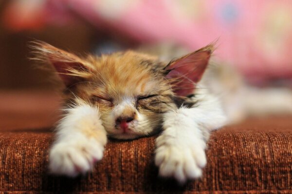 El gato del colorante del color duerme en el Sofá marrón