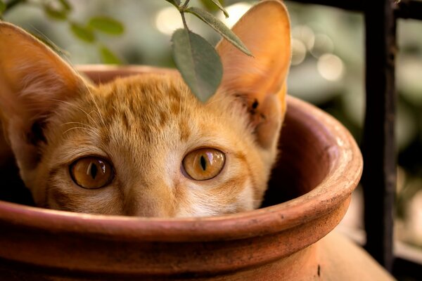 A cat looks out of a brown jug