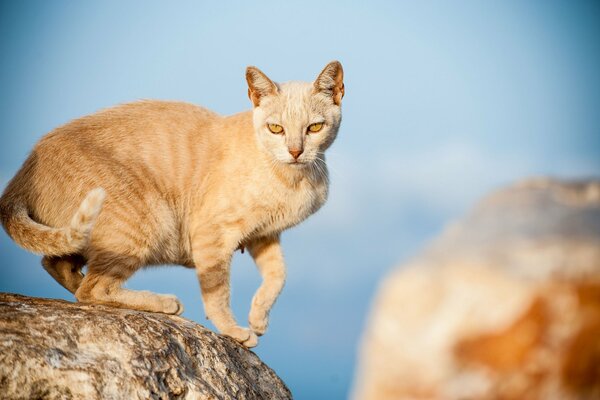 Rothaarige Katze auf einem Stein. Räuberischer Blick