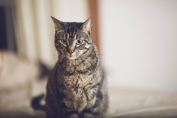 Tapete mit einer Katze, die nach vorne schaut